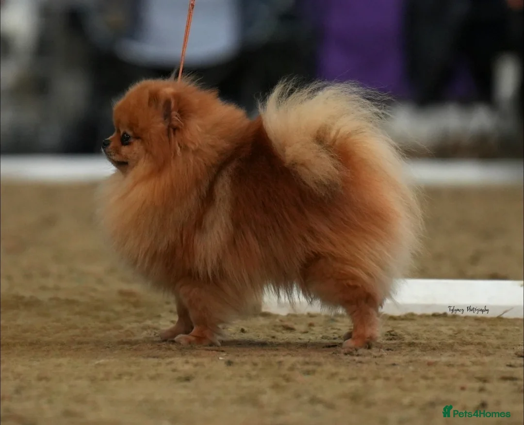 Pomeranian dogs for stud: Champion Stud Dogs  - Advert 3