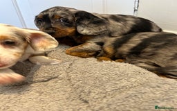 Cocker Spaniel dogs for sale: Super rare and unique show type dna tested Kc reg  - Image 30