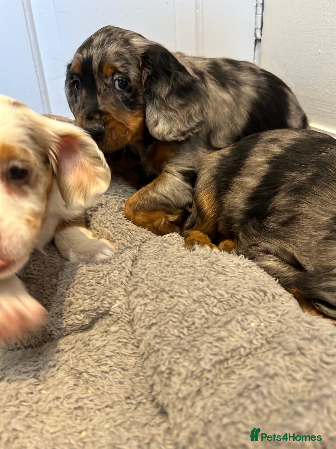 Cocker Spaniel dogs for sale: Super rare and unique show type dna tested Kc reg  - Image 30