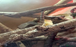 Bearded Dragon reptiles for sale: Young Bearded Dragon For Sale - Image 3