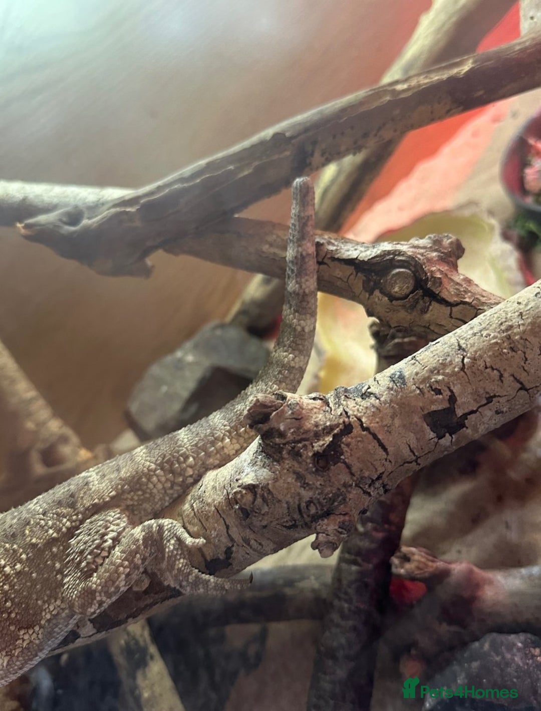 Bearded Dragon reptiles for sale: Young Bearded Dragon For Sale - Image 3