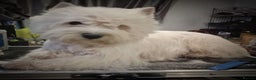 West Highland Terrier dogs for stud: * stud only* KC Stunning west highland terrier in Swansea - Advert 3