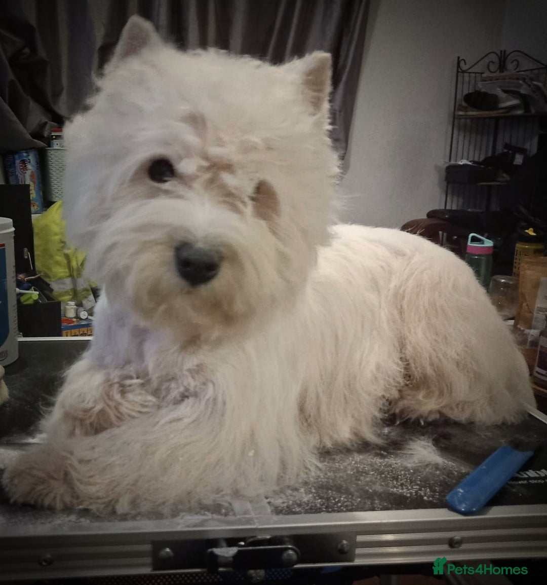 West Highland Terrier dogs for stud: * stud only* KC Stunning west highland terrier in Swansea - Advert 3
