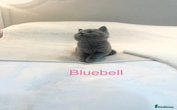 British Shorthair cats for sale: GCCF Registered British Shorthair Girl - Image 5