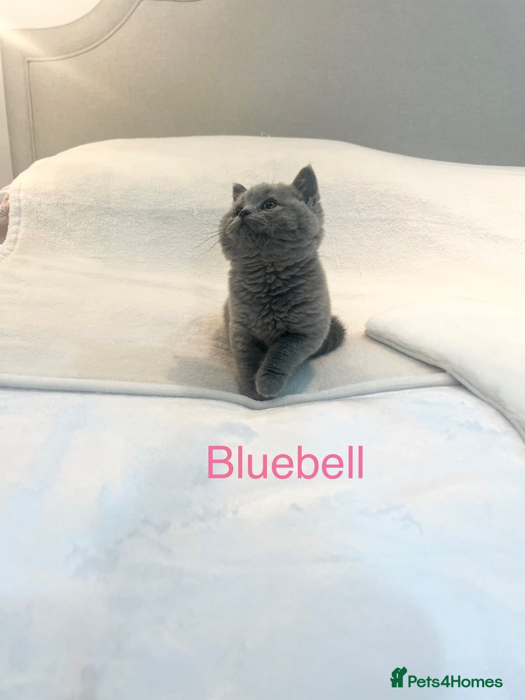 British Shorthair cats for sale: GCCF Registered British Shorthair Girl - Image 5