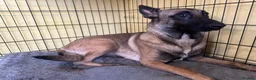 Mixed Breed dogs for sale: Belgian Malinois . Female  - Advert 3