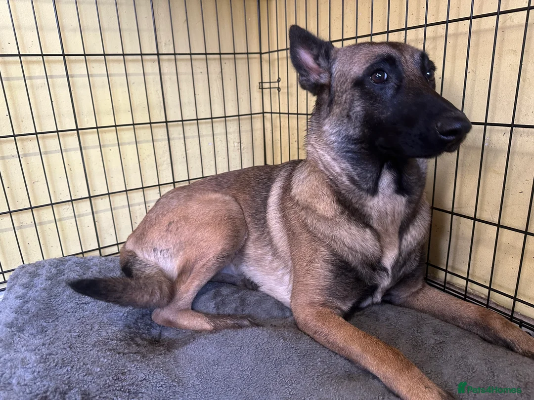 Mixed Breed dogs for sale: Belgian Malinois . Female  - Advert 3
