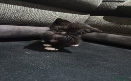 Mixed Breed cats for sale: Beautiful Black & White Kittens  - Image 5