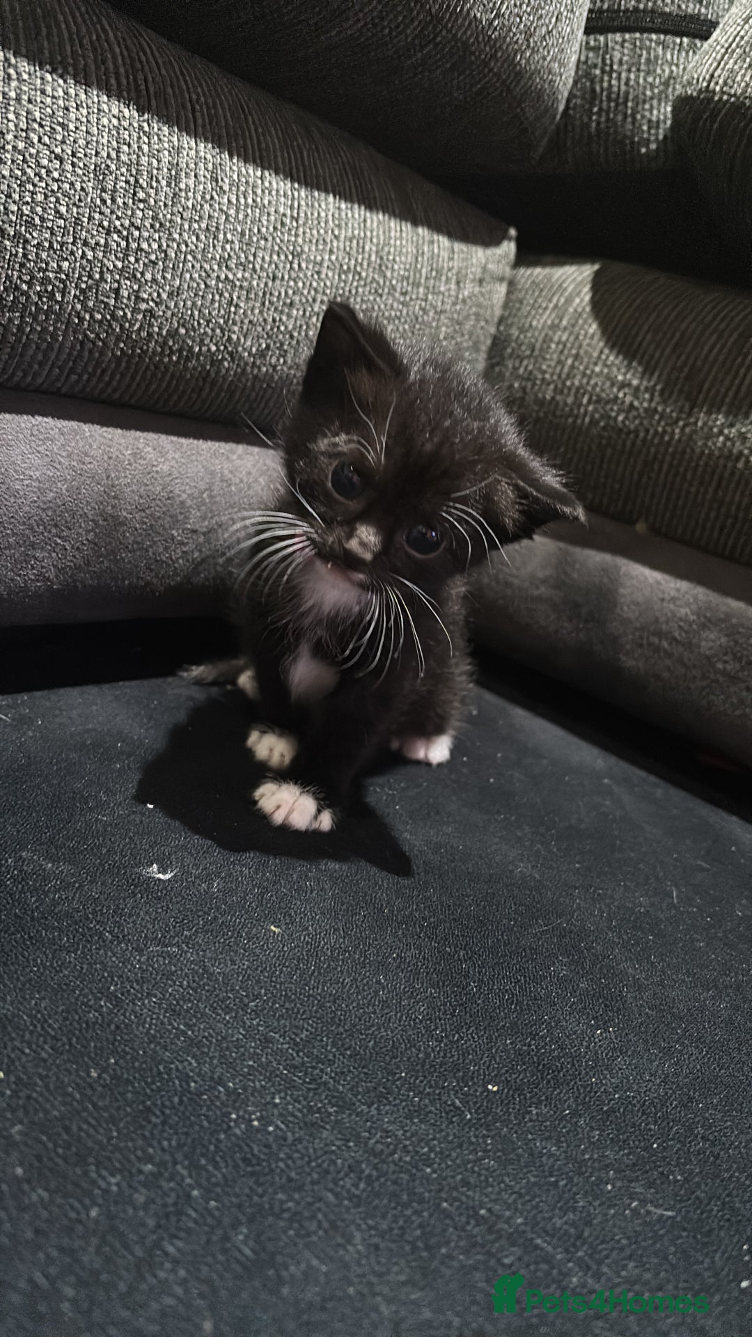 Mixed Breed cats for sale: Beautiful Black & White Kittens  - Image 5