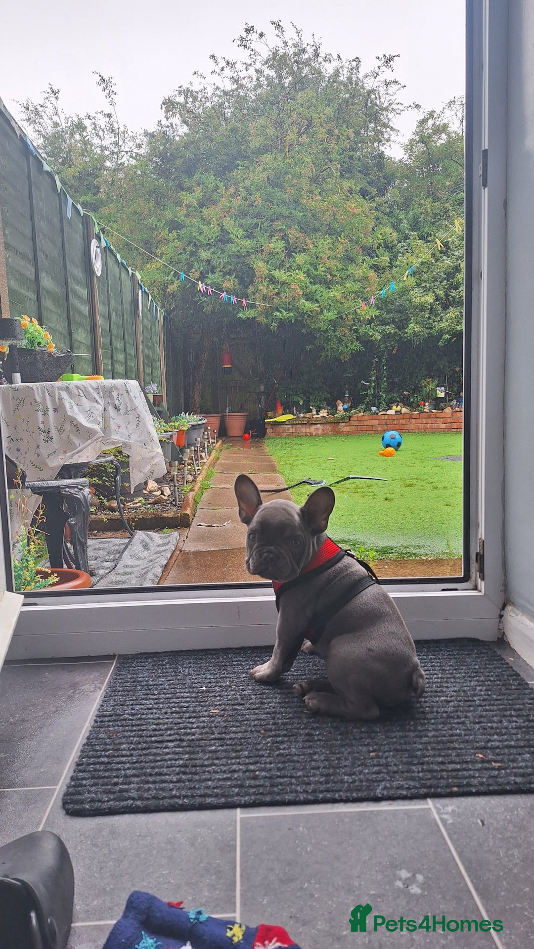 French Bulldog dogs for sale: Male french bulldog - Image 7