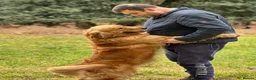 Golden Retriever dogs for sale: 🏆35*GEN RARE DARK SHOW LINE HEATH CERTIFICATED  - Advert 7