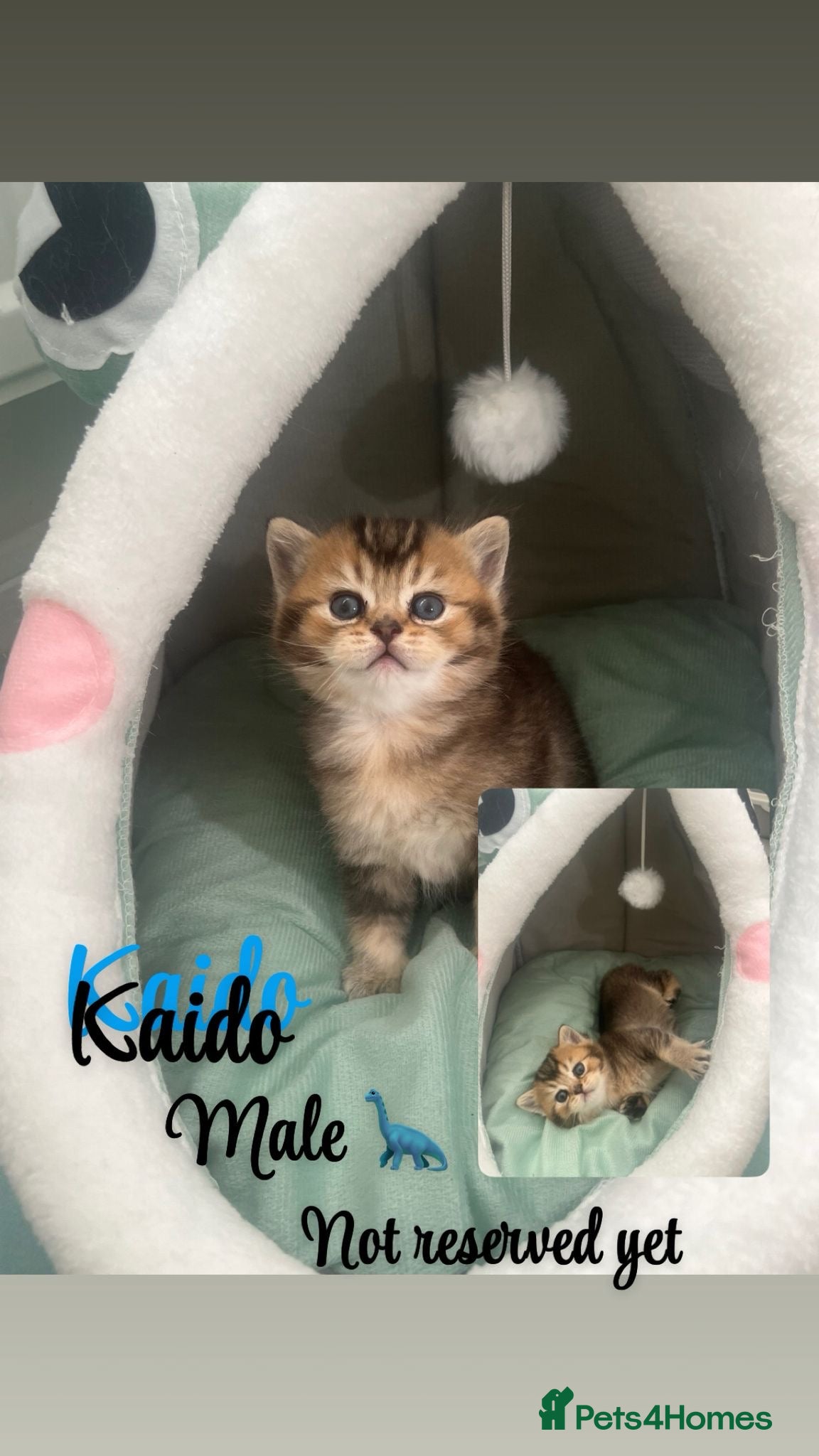 British Shorthair cats Golden tipped bsh  - Advert 2