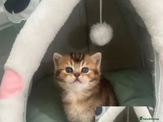 British Shorthair cats Golden tipped bsh - Advert 4