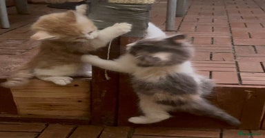 Mixed Breed cats - Advert 13