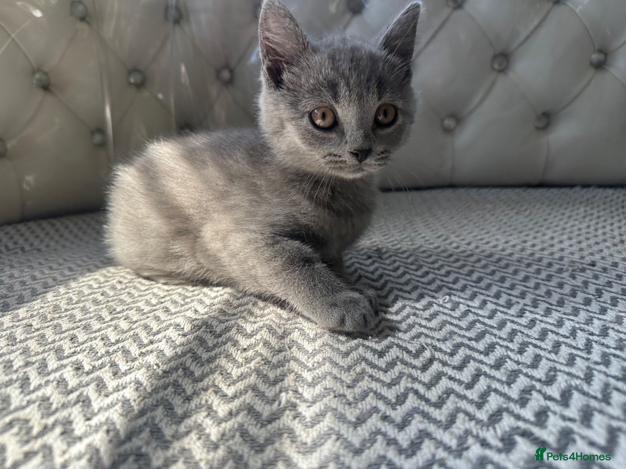 British Shorthair cats British shorthaired kittens  - Advert 2