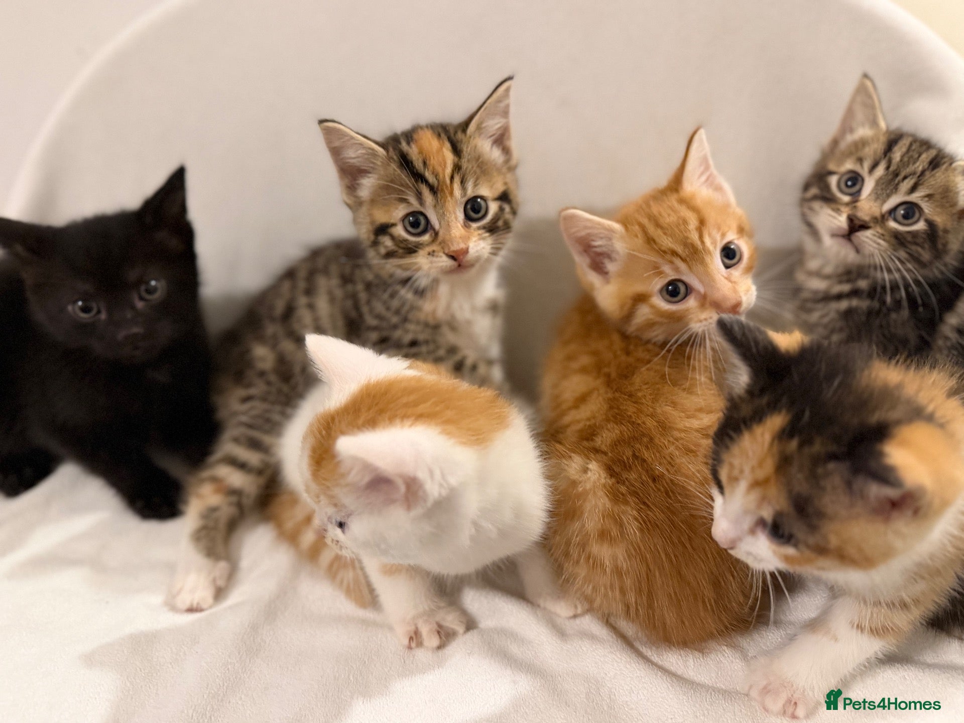 Bengal cats Bengal Mix Kittens - Advert 18