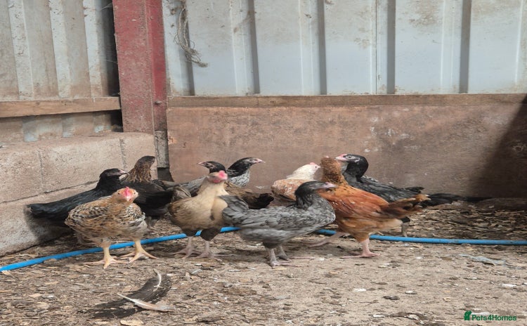 Chickens poultry - Advert 2