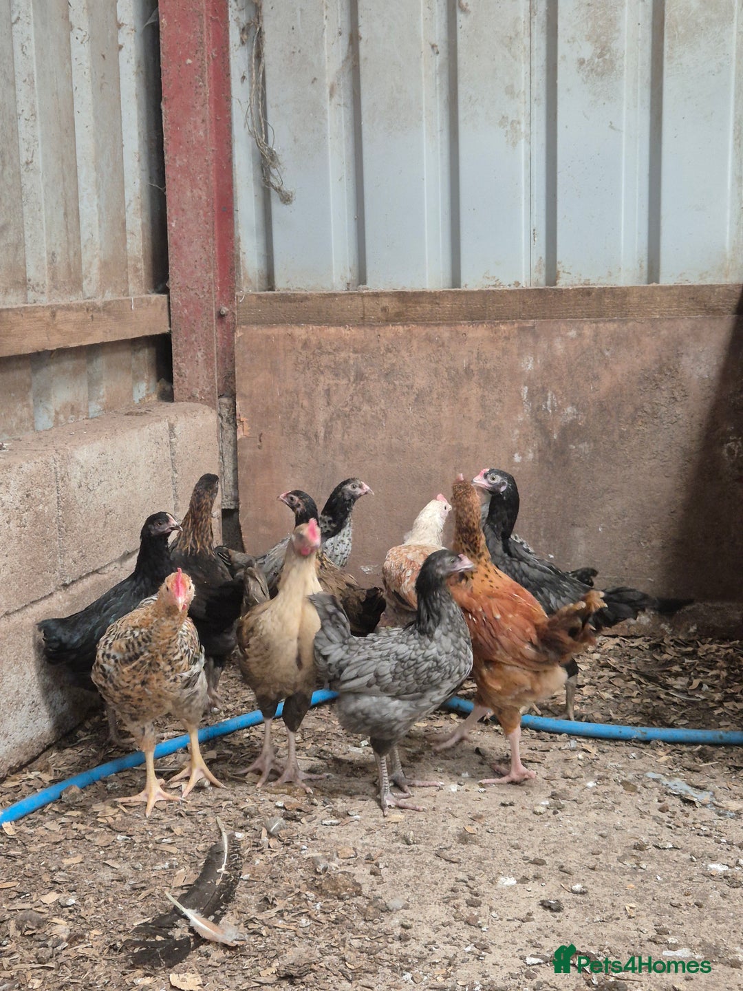 Chickens poultry for sale: Hybrid pullets  - Image 1