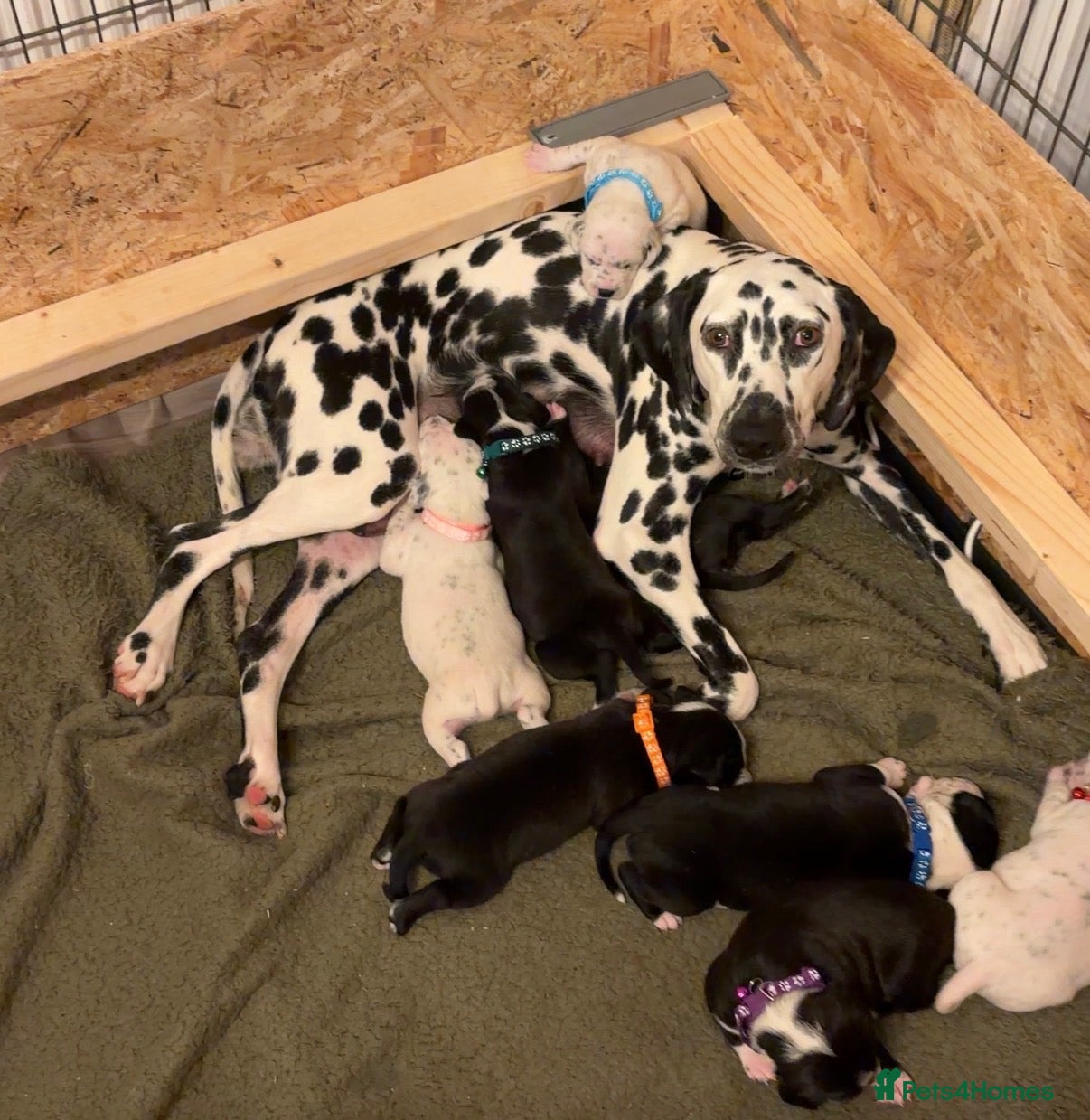 Mixed Breed dogs Stunning litter of Dalmatian Boxer mix - Advert 3