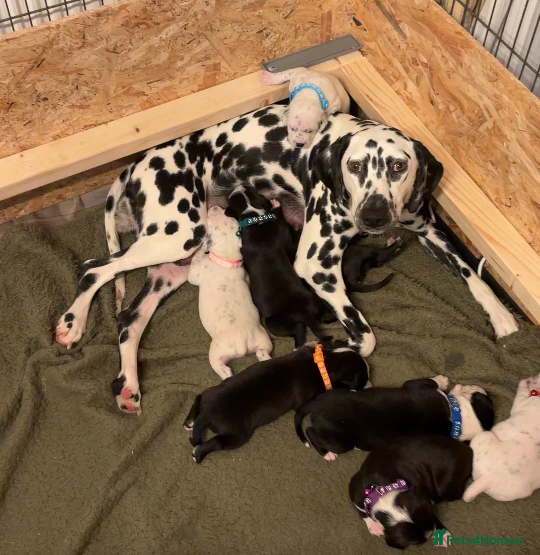 Mixed Breed dogs for sale: Stunning litter of Dalmatian Boxer mix - Advert 1