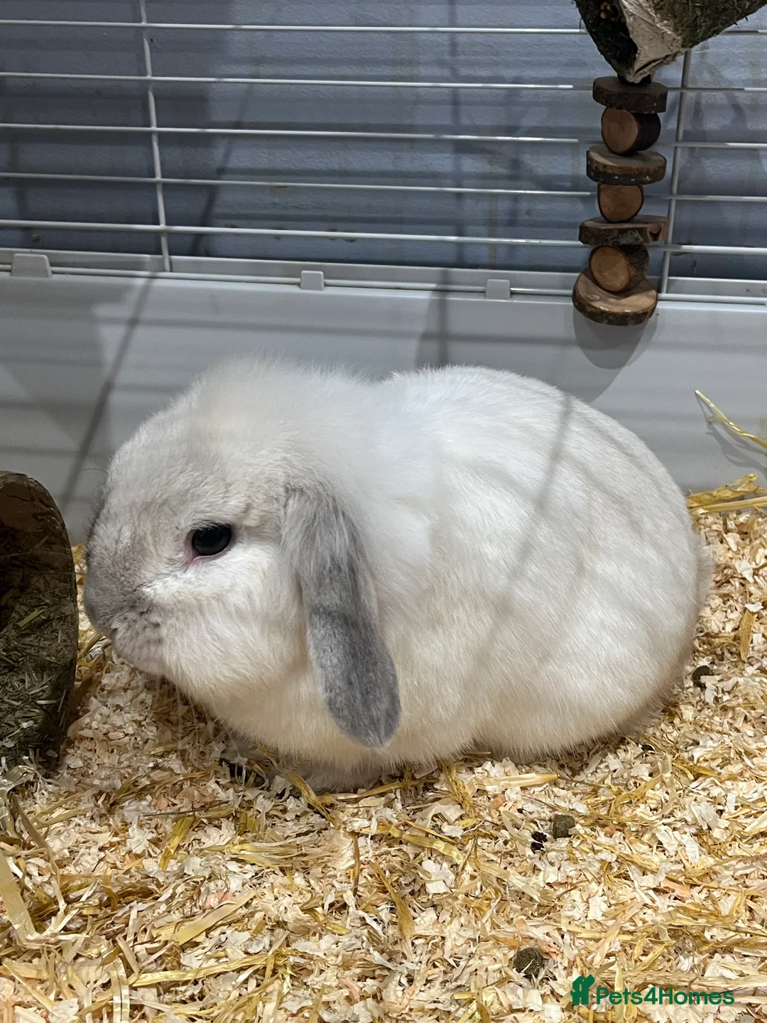English Lop rabbits for sale: White english lop in Swanley - Advert 2