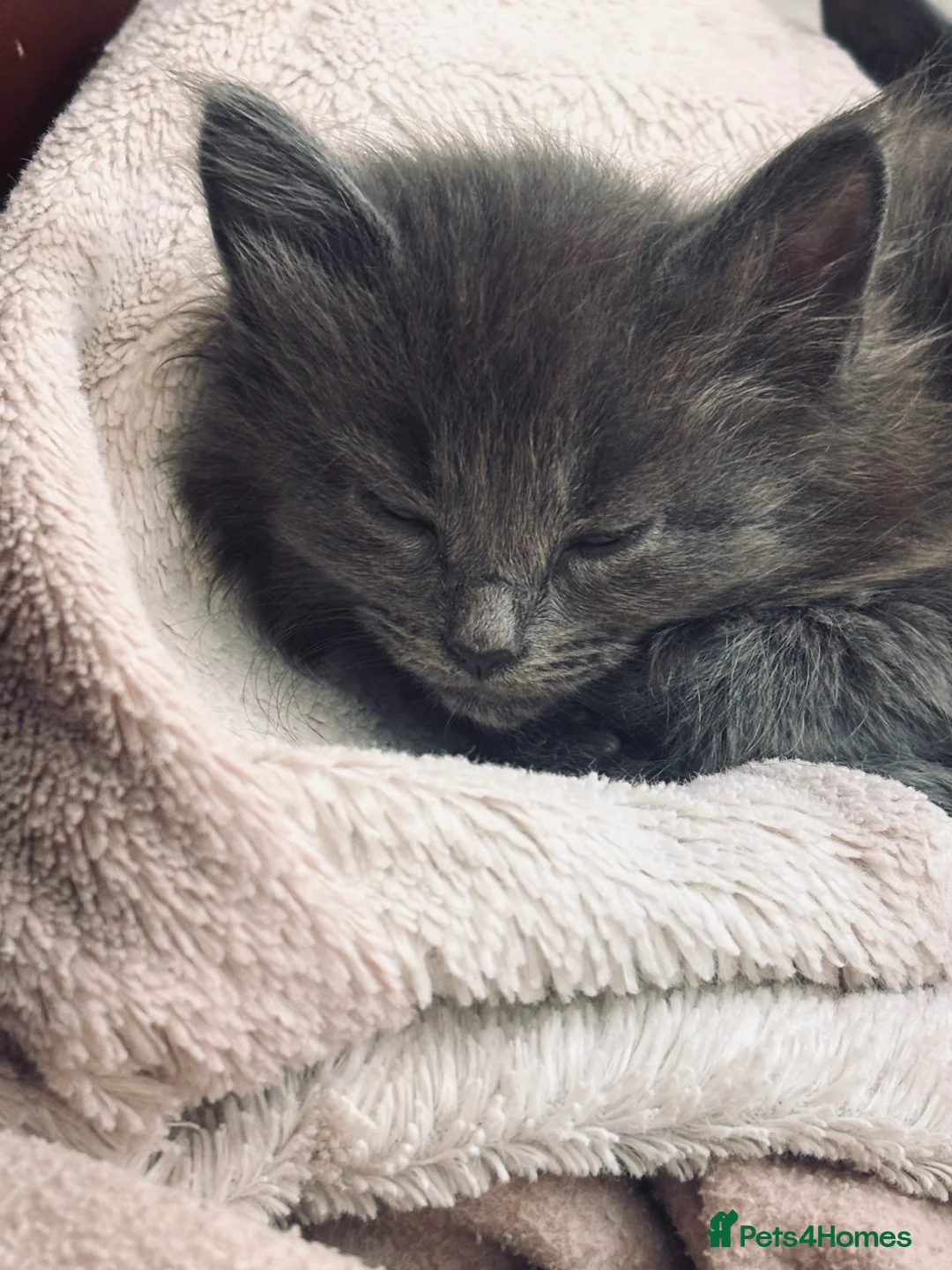 Mixed Breed cats for sale: Half Main Coon Kittens  - Advert 16