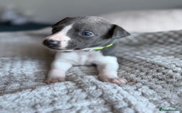 Whippet dogs for sale: 🏆KC Whippet Puppies - Gentle, Elegant & Loving🏆 - Image 5