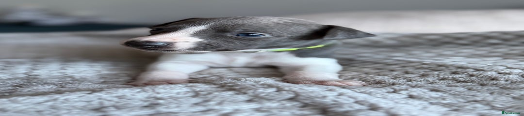 Whippet Puppy 3