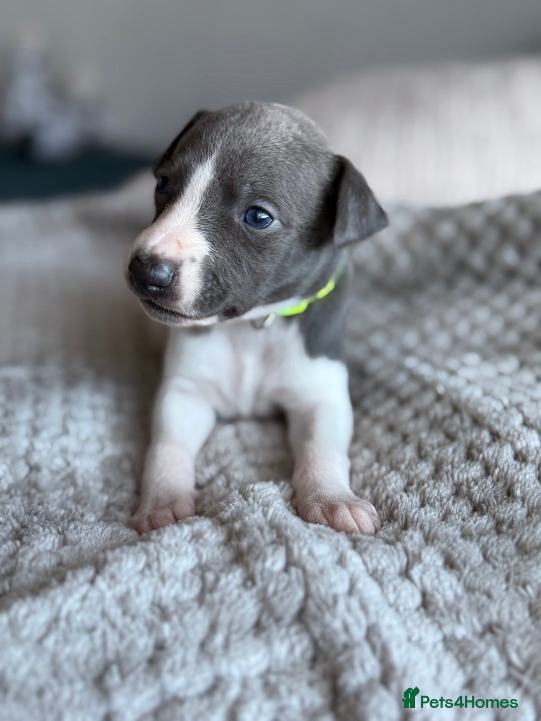 Whippet dogs for sale: 🏆KC Whippet Puppies - Gentle, Elegant & Loving🏆 - Image 5