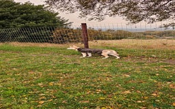 Saarloos Wolfdog dogs for sale: Wolfdog puppies. 1 boy, 2 girls available.   in Wigan - Image 38