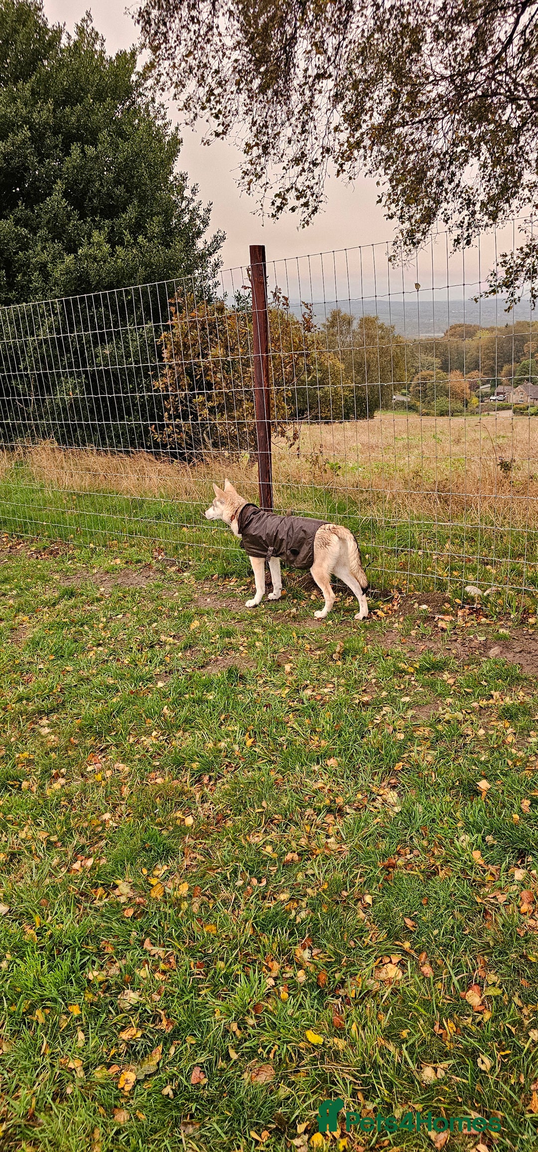 Saarloos Wolfdog dogs for sale: Wolfdog puppies. 1 boy, 2 girls available.   in Wigan - Image 38