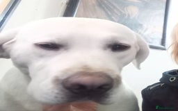 Labrador Retriever dogs for sale: White Labrador  - Advert 1