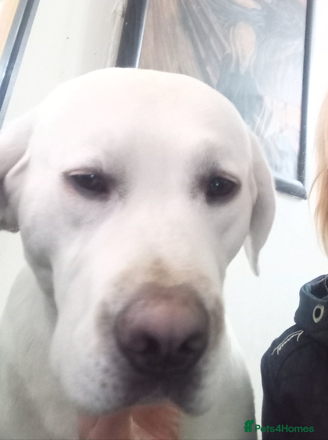 Labrador Retriever dogs for sale: White Labrador  - Advert 1