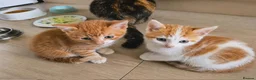 Mixed Breed cats for sale: Three kittens are looking for new homes. - Advert 5