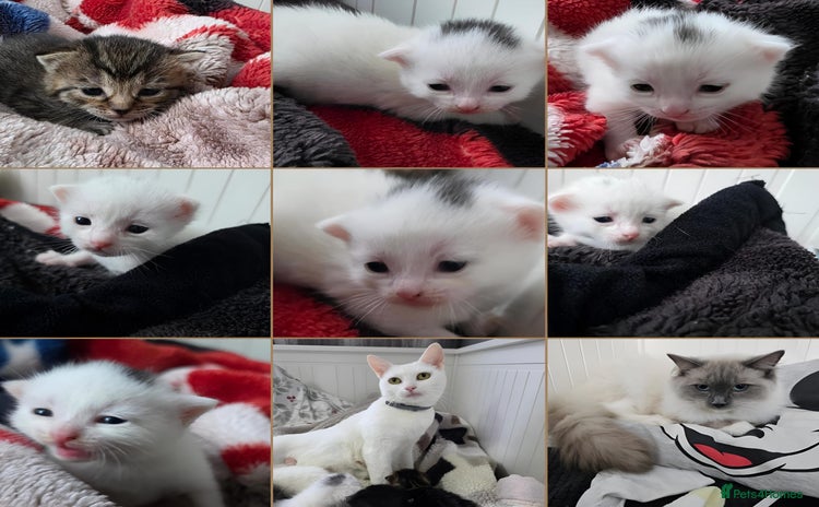 Mixed Breed cats Mixed kittens😻😽Ragdoll x domestic 🙀👌 - Advert 12