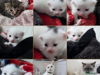 Mixed Breed cats Mixed kittens😻😽Ragdoll x domestic 🙀👌 - Advert 4
