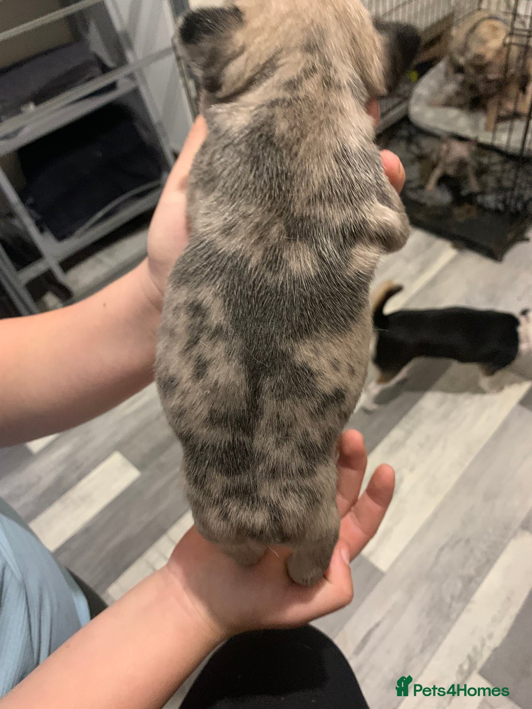 French Bulldog dogs for sale: French bulldogs  - Advert 4