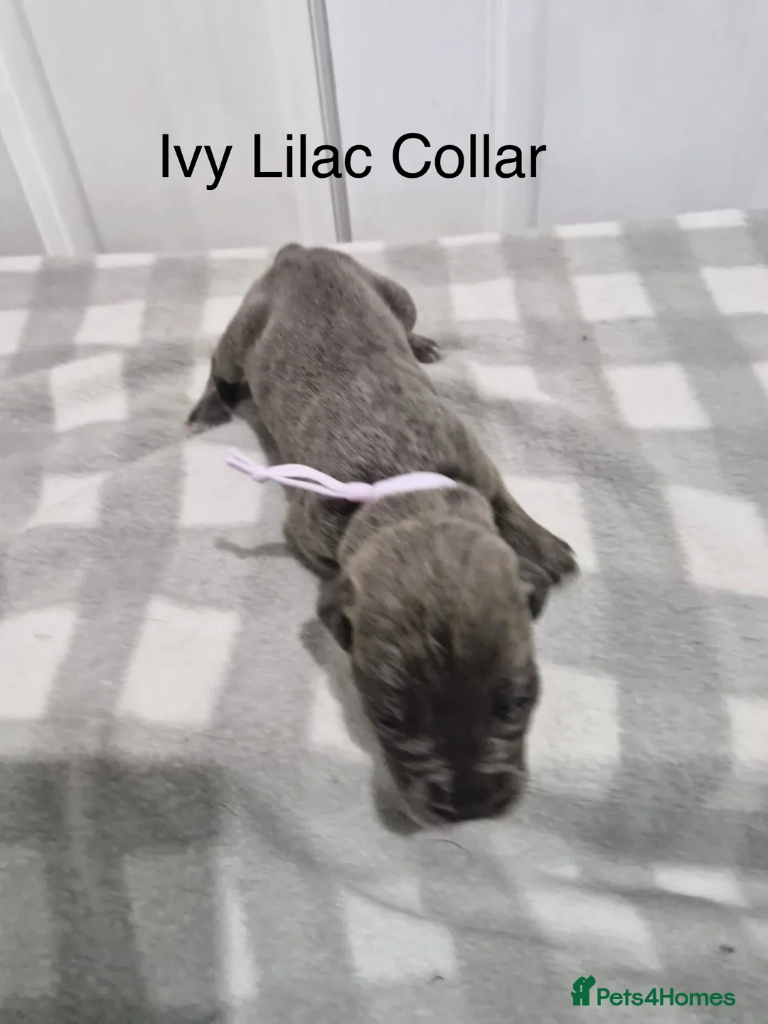 Cane Corso dogs for sale: 10 beautiful Cane Corso puppies - Advert 6