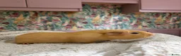 Guinea Pig rodents for sale: 🐹 Guinea Pigs Looking for Loving Homes - Advert 8