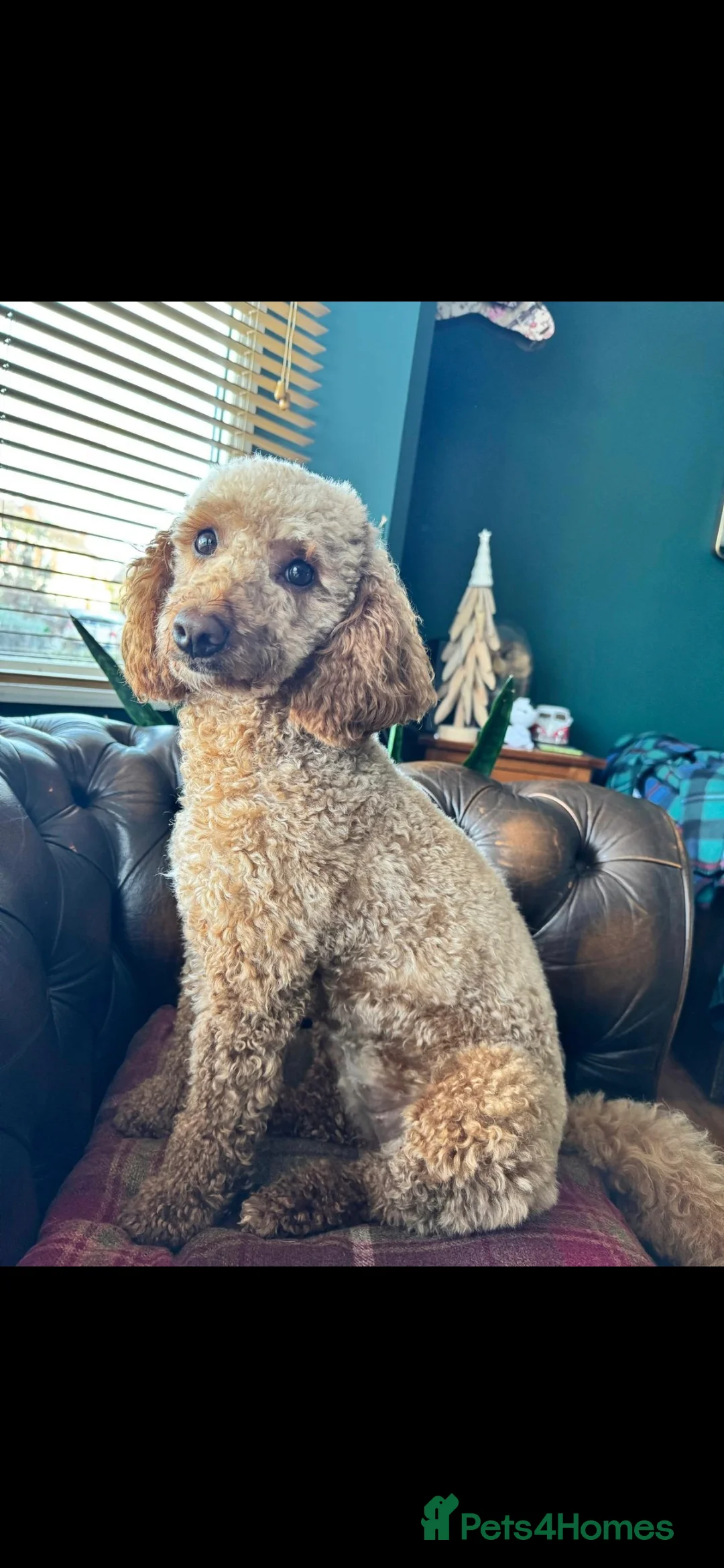 Miniature Poodle dogs for stud: EXTENSIVELY HEALTH TESTED POODLE FOR STUD - Advert 10