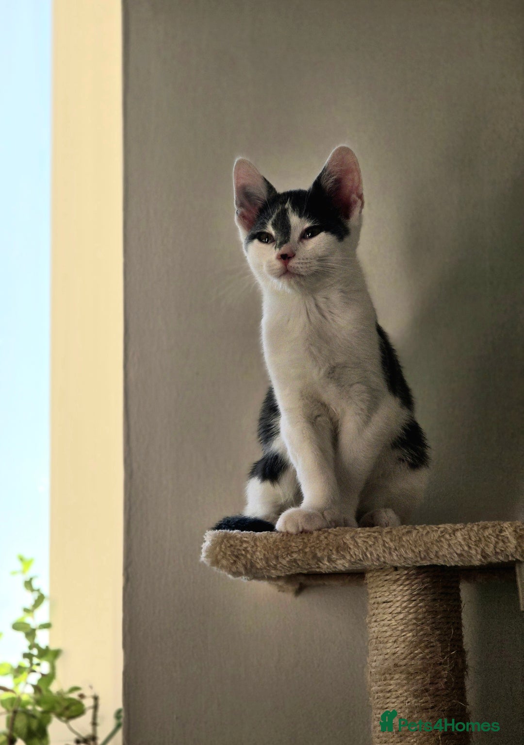 European cats for sale: A little kitten is looking for forever home - Advert 2