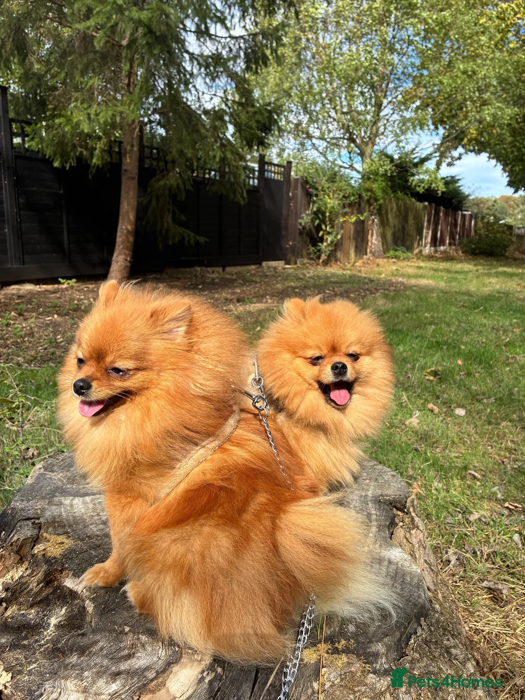Pomeranian dogs for sale: pablo and poppy in Buckingham - Advert 2