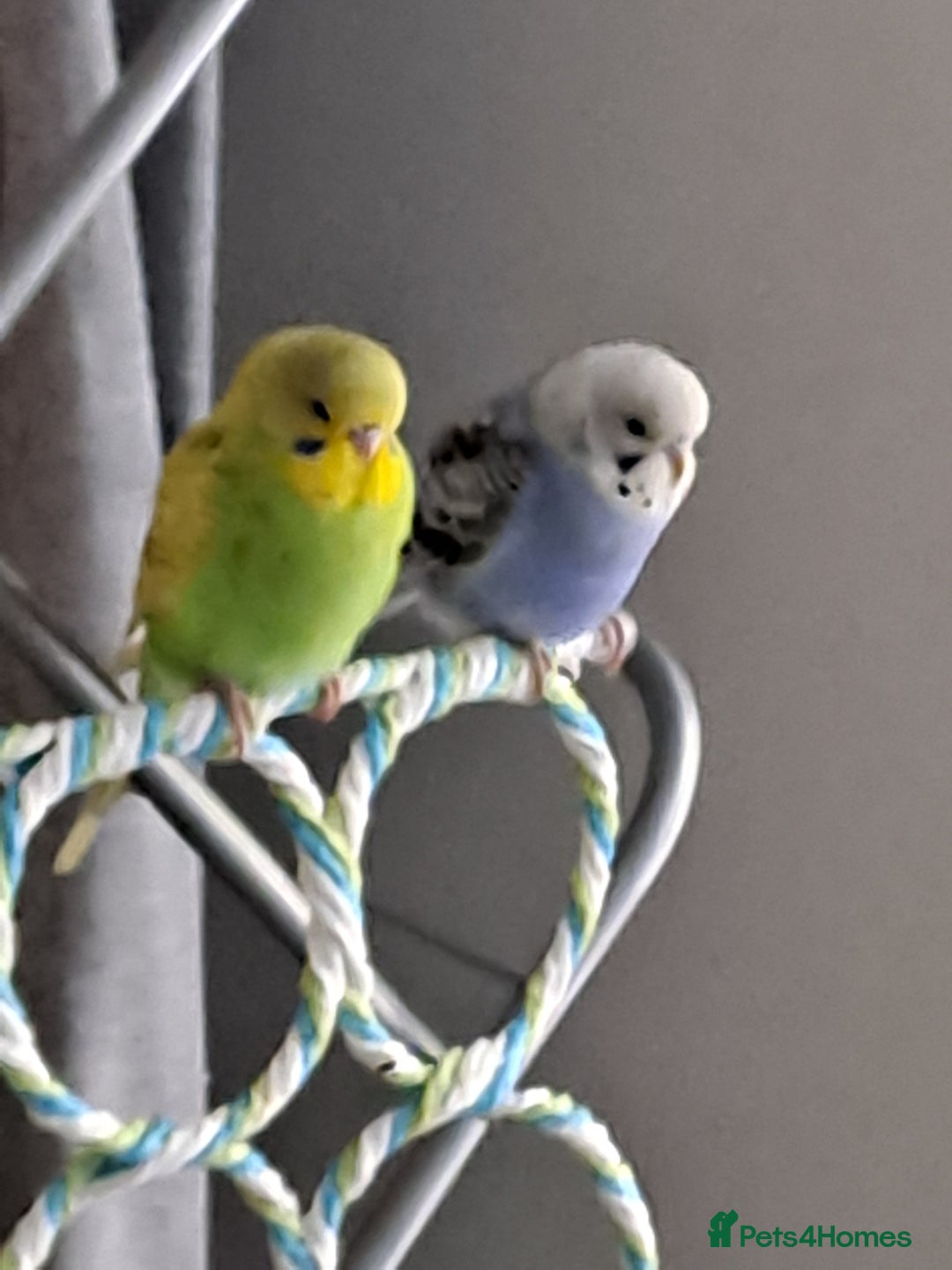 Budgerigars birds for sale: A pair of budgies for sale - Advert 4