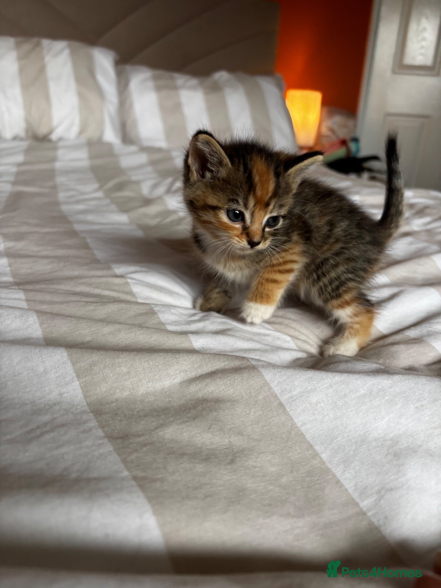 Mixed Breed cats Beautiful kittens for sale - Advert 1