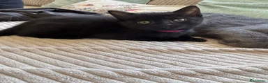 Mixed Breed Kitten 5