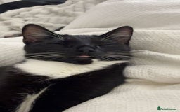 Mixed Breed cats for sale: Beautiful male black and white kitten - Image 4