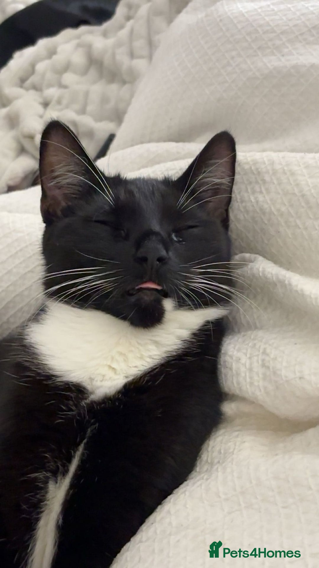 Mixed Breed cats for sale: Beautiful male black and white kitten - Image 4