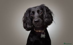 Cockapoo dogs for stud: F1B Cockapoo (looks like spaniel father) for stud - Image 1