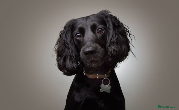 Cockapoo dogs - Advert 12