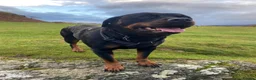 Rottweiler dogs for sale: KC Registered Rottweiler Puppies - Advert 13